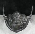 Sweet Cornuproetus Trilobite With Free-Standing Genals #27570-1